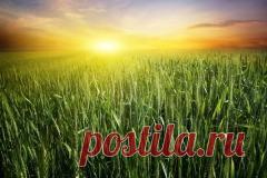 Сегодня 14 июня в народном календаре Устин — Брусничные губы