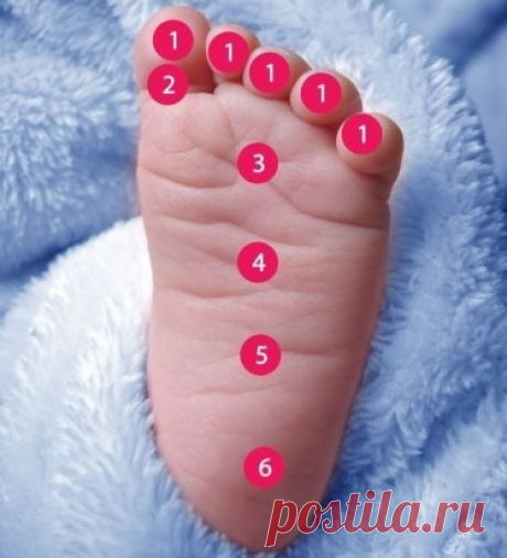 💟 Маме в копилку 💟
Ножка малыша 👣
Мягко массируя определенную зону на детской стопе, Вы успокоите своего малыша, если у него что-то болит:
1 – Нос и горло
2 – Зубы и голова
3 – Солнечное сплетение
4 – Верхняя часть живота
5 – Нижняя часть живота
6 – Тазовая область
Сохраните себе, чтобы не потерять 📌
