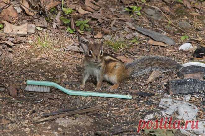 Бурундук и зубная щетка