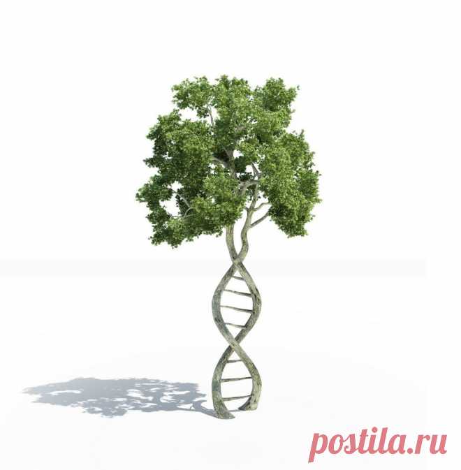 Показания для преимплантационной диагностики
Эти показания составляют две основные группы риска, заблаговременно оцениваемые при проведении экстракорпорального оплодотворения (ЭКО).
Первая группа риска: наличие генетических изменений или заболеваний у одного или у...