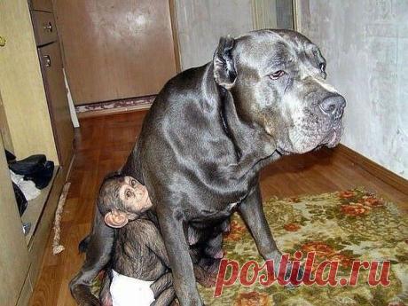 Мама нужна всем...