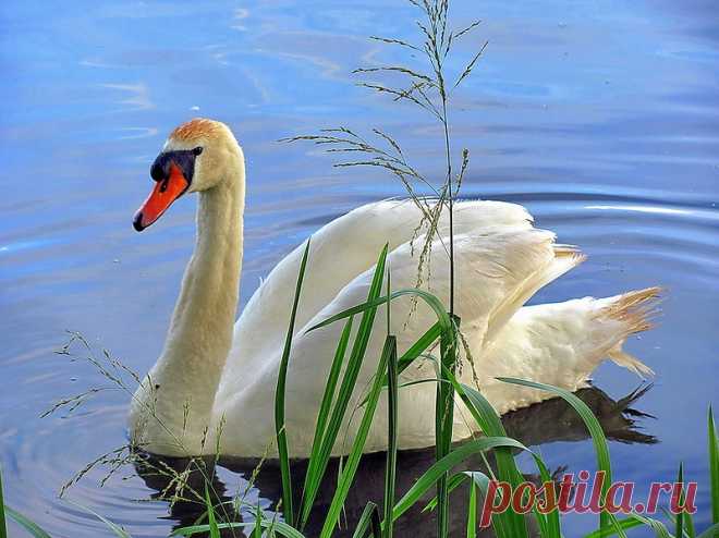 Яндекс.Фотки