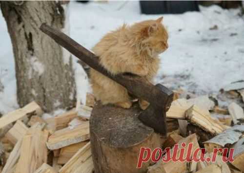 17 фотографий котов, сделанных в самый нужный момент