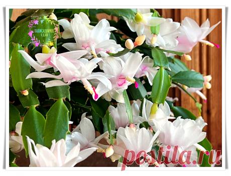 За декабристами теперь ухаживаю только так. Затрат — минимум, а цветов столько, что листьев не видно. Рабочая инструкция вам 🌹 | Палисадничек | Дзен