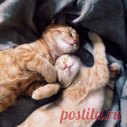 У каждого кота должна быть своя киса.
Любимая, родная и единственная.