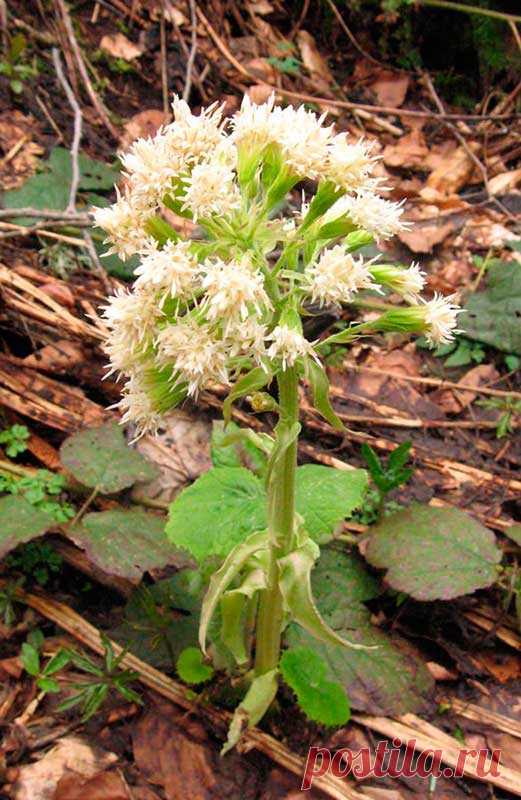 Лекарственное растение Белокопытник белый (Petasites albus). Многолетнее травянистое растение, к моменту цветения достигает 35 см, к моменту созревания плодов - 50 см. Очень похоже на белокопытник гибридный. Мутно-белые язычковые и трубчатые цветки собраны сначала в плотное, а затем рыхлое соцветие, в котором корзинки образуют кисть.