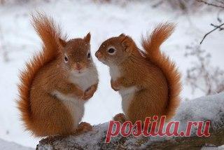 КРАСОТЫ ПРИРОДЫ