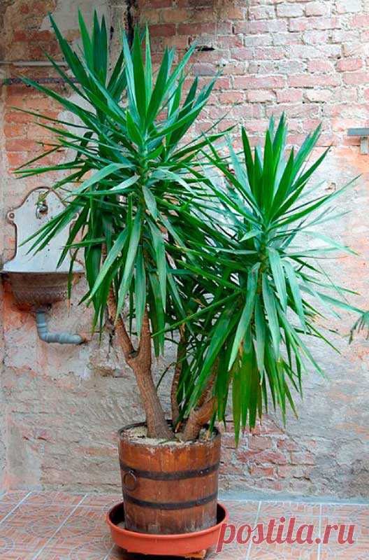 Комнатное растение Юкка (Yucca). Юкки - не пальмы. Они относятся к семейству Агавовые. Однако внешний вид этих растений немного напоминает облик пальм. Юкки растут в засушливых районах США и Мексики, поэтому это достаточно выносливые растения. В домашних условиях юкка может вытянуться до 2 м в высоту. Цветение в комнатах практически не происходит, старые экземпляры иногда цветут в оранжереях. Соцветие - мощный колос с крупными белыми колоколовидными цветками.