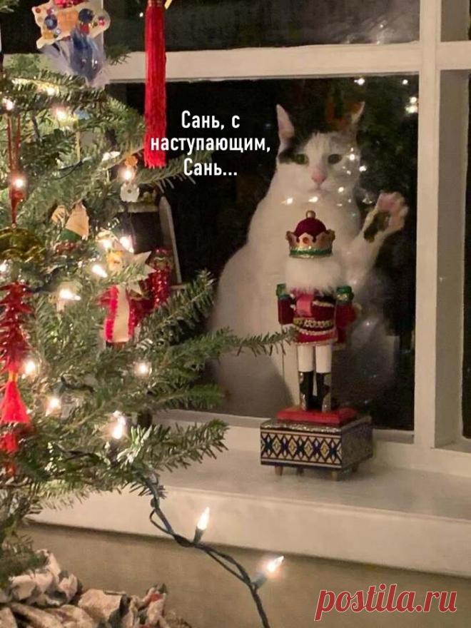 Уморительная подборка новогодних котиков. Смотрите пока нарезаете салаты! 1,5 минуты просмотра заменяют полдня смеха! | Забавный Бим | Яндекс Дзен