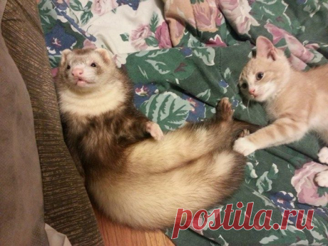 Дружба котенка и хорьков (16 фото)