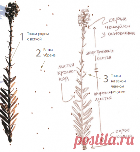 Некоторые листья слишком тонкие или с очень сложной текстурой. Они не подходят для копирования трением. Положите такой лист (или другой объект) на бумагу для рисования и поставьте по контуру несколько точек. Когда уберете лист, останется их соединить.