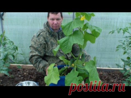 Ранний огурец в баке в томатной теплице