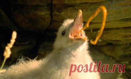 Топ-25 животных с самыми странными защитными механизмами | Разно Всяко