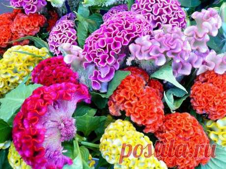 целозия фото цветов: 3 тыс изображений найдено в Яндекс.Картинках