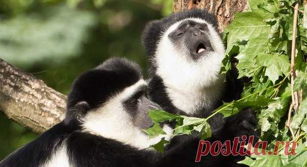 Коли вас извела реклама в музыке «Вконтакте», послушайте вот что. И интересно, и познавательно.