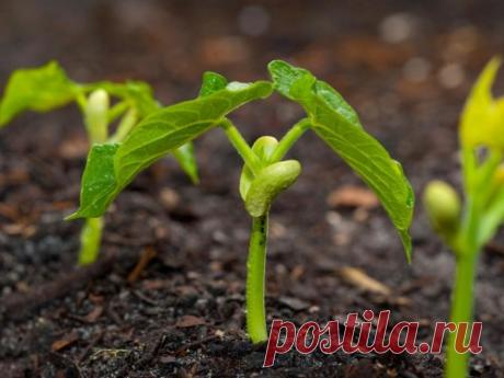 Фасоль: посадка и уход