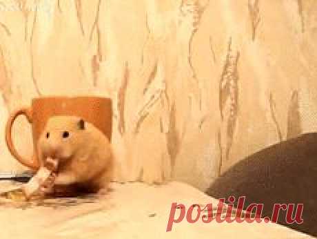 Сало | Смех сквозь хохот
