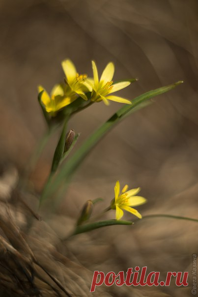 Первые весенние цветы Алтая. Гусиный лук. Автор фото – Светлана Казина: nat-geo.ru/photo/user/30896/