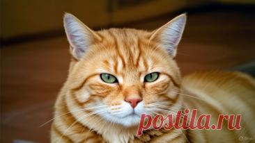 Оранджи - OGADANIE.RU