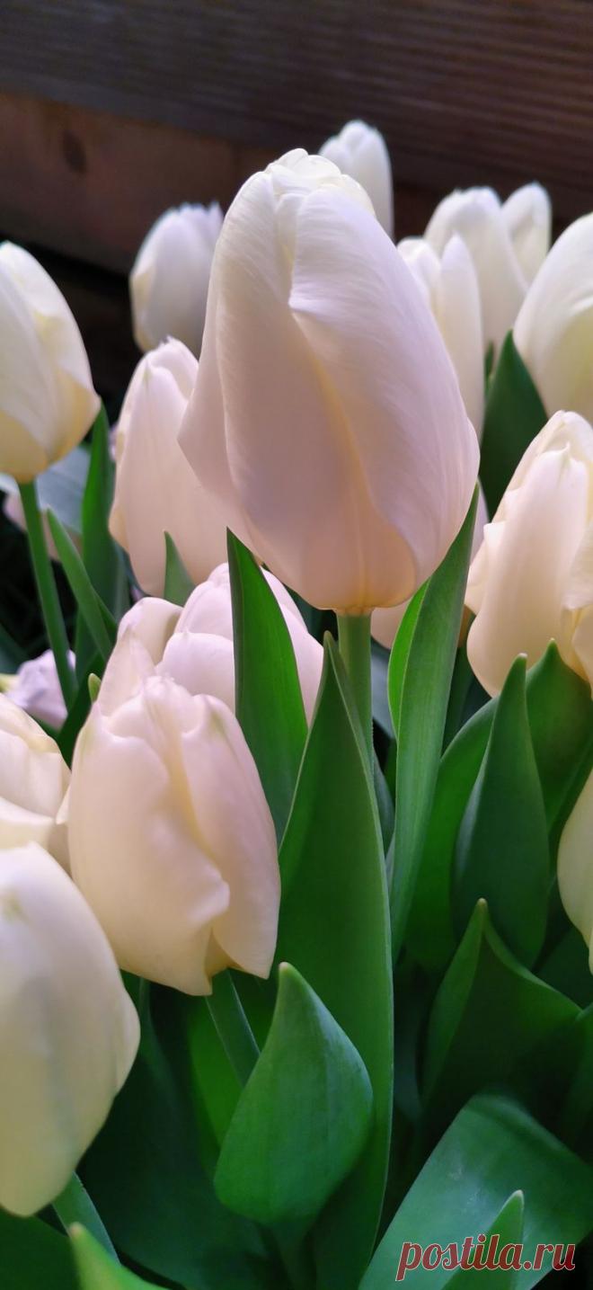 Пин на доске яТЮЛЬПАНЫ