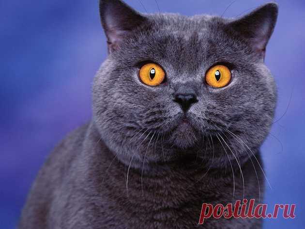 british shorthair желтые глаза - Мама - МЫШЬ !!!!!
