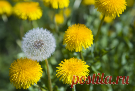 Гид по сорнякам