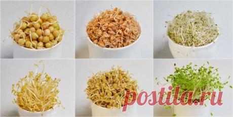 КАК ПРОРАЩИВАТЬ СЕМЕНА И ЗЕРНА | Все Для Женщины