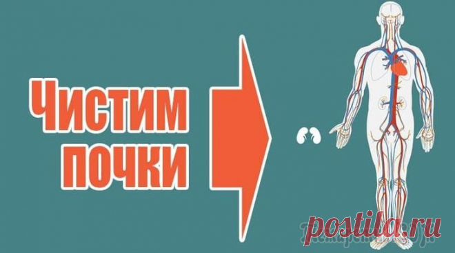 Как почистить почки в домашних условиях Почки – фильтр человеческого организма! Они обеспечивают процесс выведения вредных веществ, обеспечивая функционирование внутренних органов и систем. При высоком содержании шлаков работа почек нарушае...