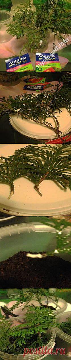 Черенкуем хвойники – сажаем то, что не можем купить. | Супер сад