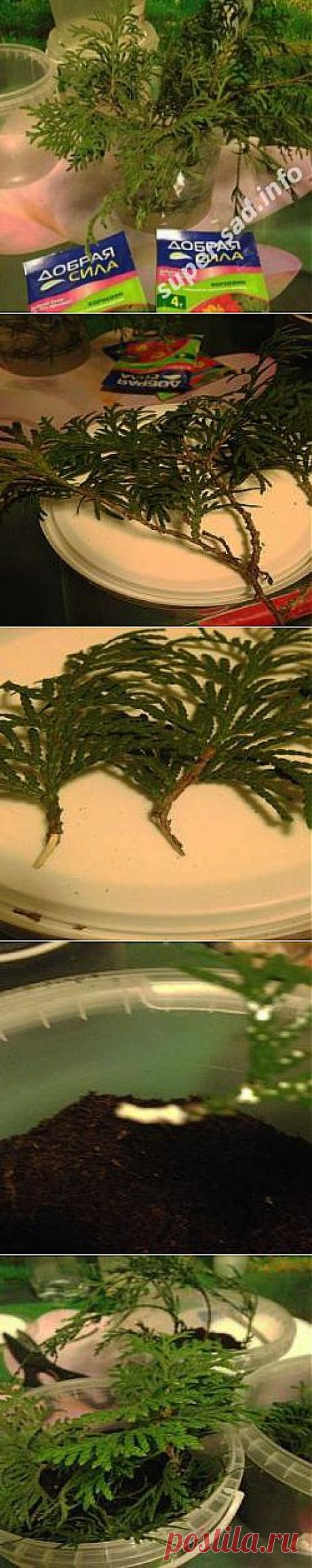 Черенкуем хвойники – сажаем то, что не можем купить. | Супер сад