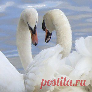Стихи о лебединой верности | Совершенные лебеди под созвездием Девы: от земли до неба