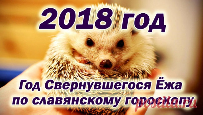 По славянскому календарю 2018 - год свернувшегося ежа.