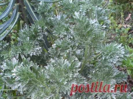 Полынь горькая (Artemisia absinthium L.).