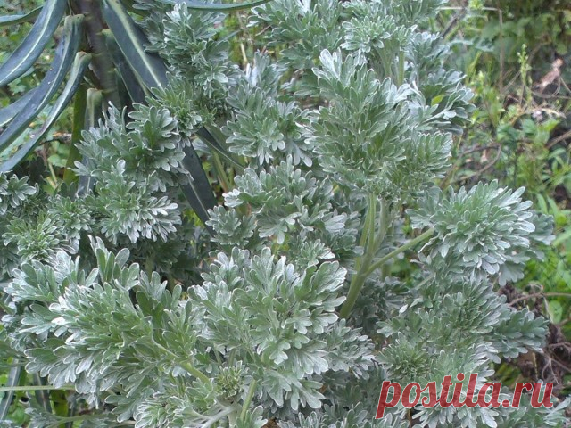 Полынь горькая (Artemisia absinthium L.).
