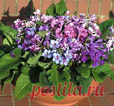 Мои цветочки любят...касторку и...сахар.