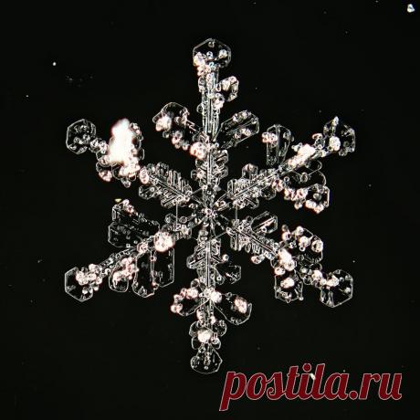Не сразу поняла, как это снято: невероятной красоты снежинки (настоящие, сделано матушкой-природой и фотографом из Вологды) | Северяночка | Яндекс Дзен