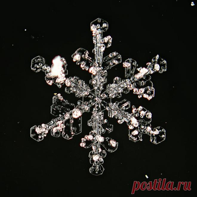 Не сразу поняла, как это снято: невероятной красоты снежинки (настоящие, сделано матушкой-природой и фотографом из Вологды) | Северяночка | Яндекс Дзен