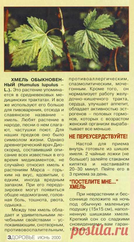 Хмель обыкновенный