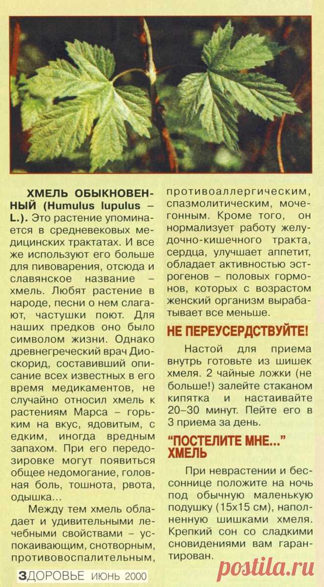 Хмель обыкновенный