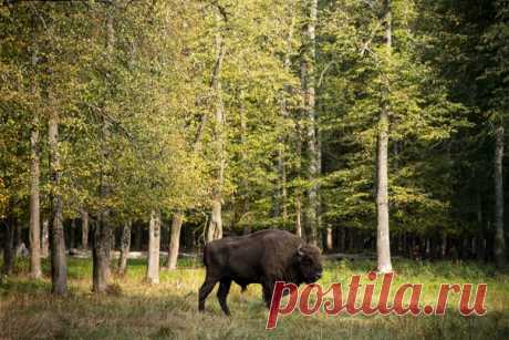 Мощный зубр-великан на снимке Марины (nat-geo.ru/community/user/210889/).