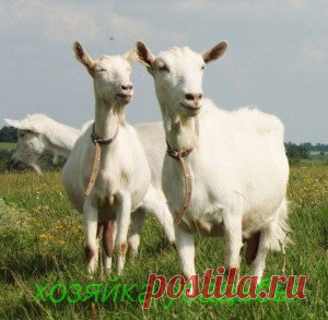 Самые лучшие молочные породы коз для домашнего разведения.