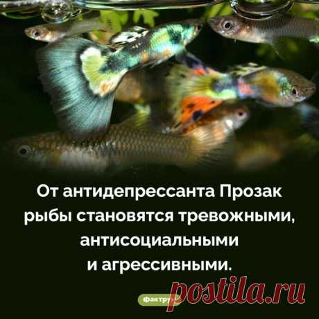 Интересные факты о животных