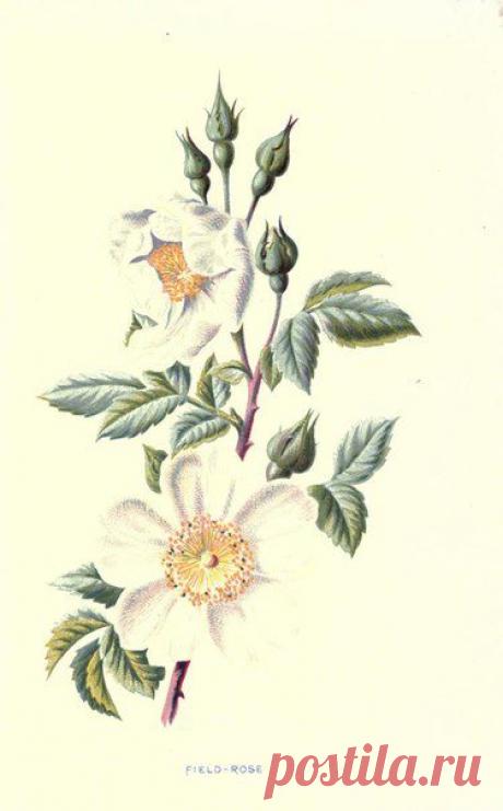 ~ MON PLAISIR ~ Вещи для души. Винтаж,Прованс.