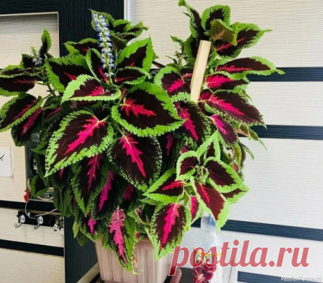 Колеус дома и в открытом грунте