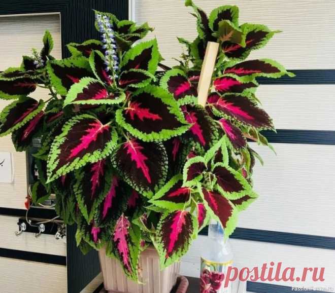 Колеус дома и в открытом грунте