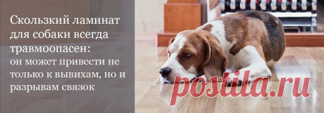 Какой ламинат купить если в доме живет собака? Выбираем лучший вариант и для животного, и для владельца 

#ламинатдлясобаки#ламинат33классадлясобаки#ламинатдлякошки#ламинатдляживотных#Stonefloorновосибирск