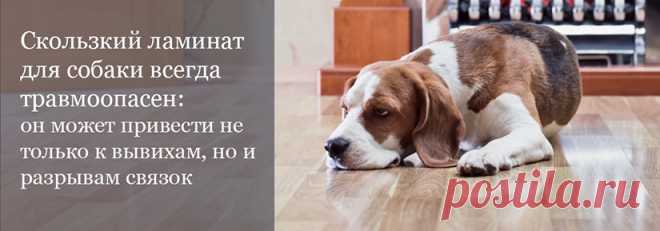 Какой ламинат купить если в доме живет собака? Выбираем лучший вариант и для животного, и для владельца 

#ламинатдлясобаки#ламинат33классадлясобаки#ламинатдлякошки#ламинатдляживотных#Stonefloorновосибирск
