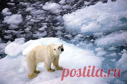 Ежегодные потери Россией территорий оценили в восемь Сан-Марино: Наука: Наука и техника: Lenta.ru