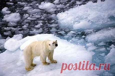 Ежегодные потери Россией территорий оценили в восемь Сан-Марино: Наука: Наука и техника: Lenta.ru