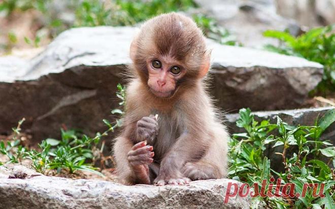 обезьянка